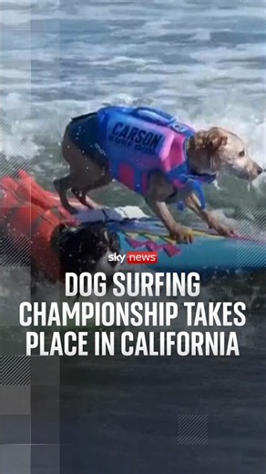 Dog surfing championship takes place in California