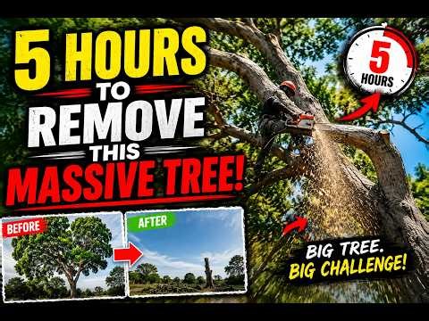 It took us 5 hours to remove this old tree.