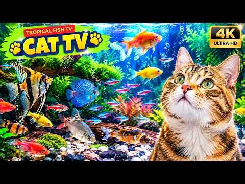 Cat Games Aquarium 4K 🐠 | Colorful Fish Swimming Through Blue Water, No Music