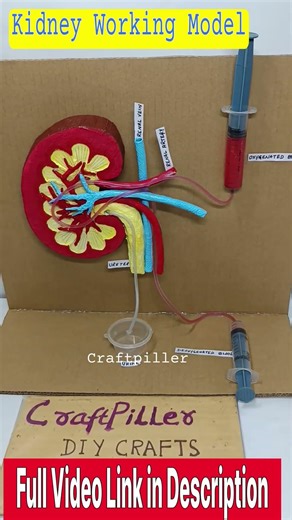 kidney working model 3d for science project exhibition - diy - shorts | craftpiller