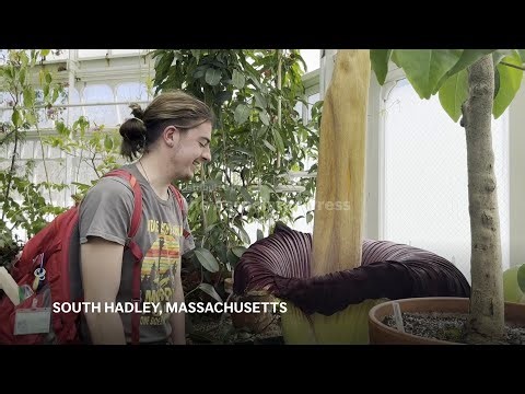 Rotting eggs, sun-baked diapers and more: corpse flower captivates visitors
