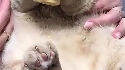 Видео 20a95724-15d6-4d40-903b-6337d719a4ad | OK.RU