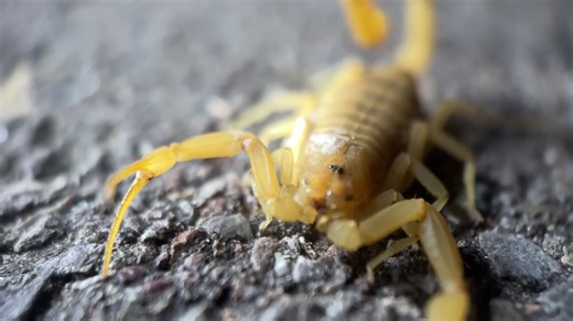 "One Sting Equals Death" - Behind Americas Deadliest Scorpion
