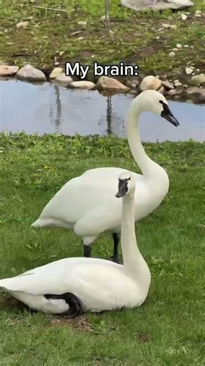 For my bachelorette party, we went to ripley_ducks and I had the best time!! They have so many wild