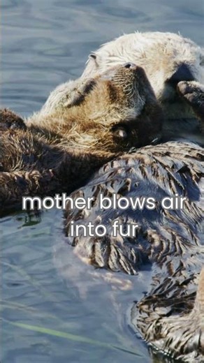 How mother otters save their babies from freezing #shorts #animals #cute