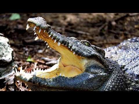 SHARK VS CROC: Who Has The World’s Deadliest Jaws?