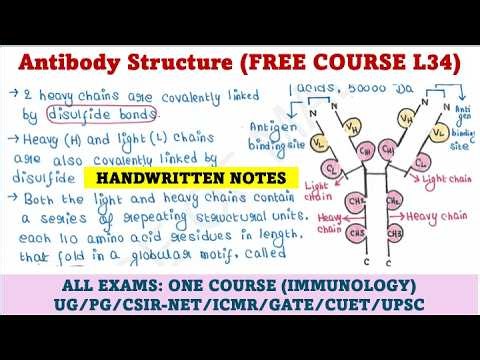 Immunology Course | L34 | Structure of antibody (Immunoglobulin)