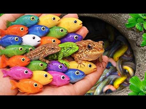 Catch beautiful aquarium fish in small pond baby turtles, eels, xecan fish, guppies blu, molly fish.