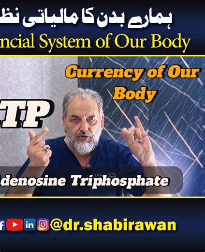How the Body Works: ATP and the Financial System Analogy