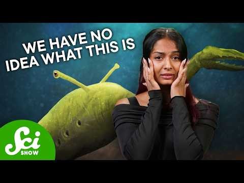 The Bizarre Case of the Tully Monster