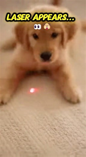 Puppy Tries to Catch Laser Pointer... Epic Fail & Zoomies! 😂🐶 (Part 34)