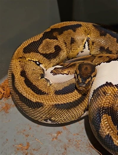Our PREGNANT & HUGE Ball Python Snakes
