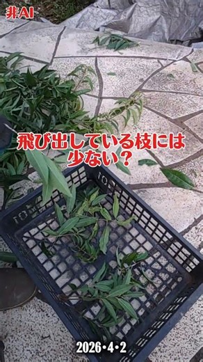 ④ [Second one: Oak tree, part 1 - Preventing explosive proliferation #Chinese lanternfly]