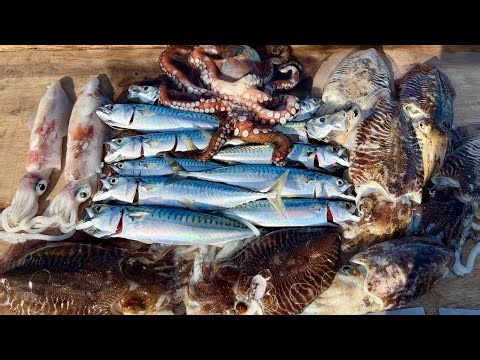 How to catch your own bait - Squid, Cuttle, Octopus and Mackerel | The Fish Locker