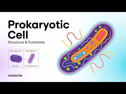 Structure & Functions of Prokaryotic Cell | Bacterial Cell Anatomy Explained | Mootechie