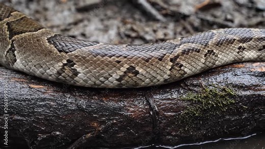 Large Burmese python snake slithering on a wet mossy log in nature forest habitat close up