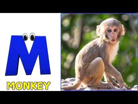 A for Apple Song | Phonics for Kids | ABC Song for Kids | Alphabet Letters