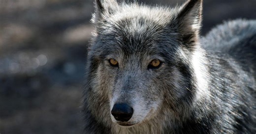 Wolf from Colorado's King Mountain Pack dies in Northwest Colorado