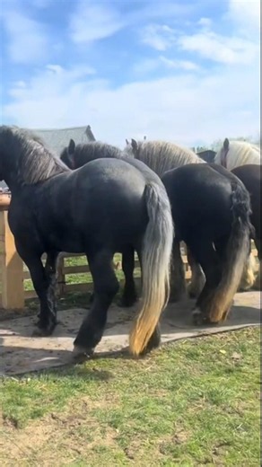 The most beautiful horses in the world #horse #horses #stallion #animals