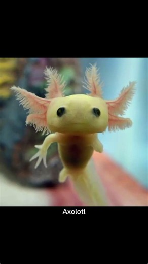 axolotl #usa #facts #lifeisbutadream