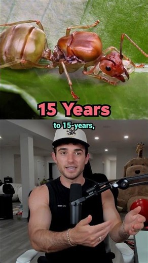 Animals That Only Exist For A Few Days