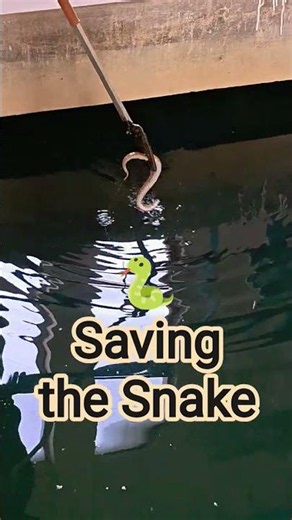 Saving the Snake 🐍l #SnakeRescue #Snake #Wildlife #Rescue #Cobra #Python #Reptiles #Shorts