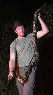 Night Herping in the Florida Everglades!