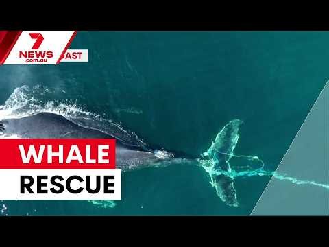 Rescue crews free whales from fishing gear | 7NEWS