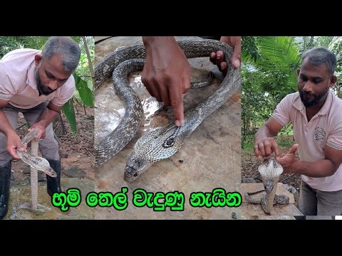 The cobra that got hit by kerosene