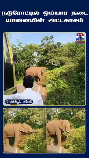 Elephant | WildElephant | Erode | Anthiyur | BargurHills | Forest | ForestNews | ElephantCrossing