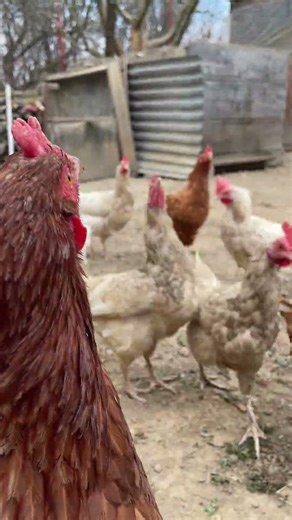 Chickens Jumping for Fresh Cabbage 🥬🐔