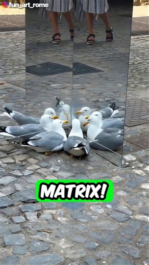 Seagulls Found a Glitch in the Matrix 😂 (@fun_art_rome)