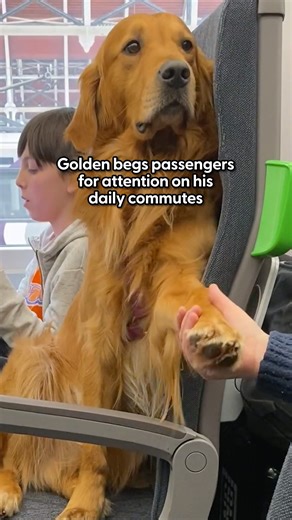 Stop petting him for one second and you’ll hear about it 😂 From family to total strangers, Ursula says Huxley has mastered a foolproof system for getting attention — and he’s very committed to it 💕 Keep up with Hugo and Ursula and their golden family on Instagram: thedo.do/hugoandursula and TikTok: thedo.do/HugoAndUrsula. | The Dodo