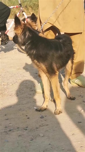 Cute Barking German Shepherd Puppy Video