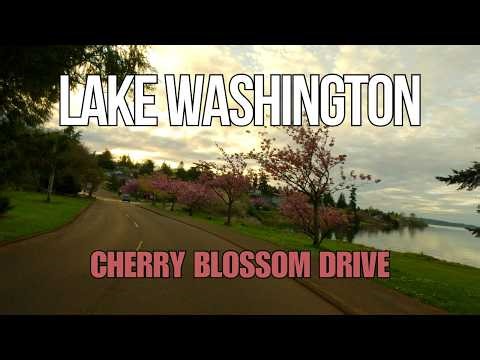 Seattle's Hidden Cherry Blossom Drive 🌸 Lake Washington Boulevard — Kwanzan Trees in Full Bloom [4K]