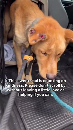 Left to Starve and Suffer, This Poor Dog Desperately Needs Your Help Now.