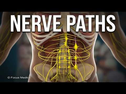 Nerves of the Abdomen & Abdominal Autonomics