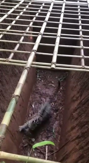 🐆 CLOUDED LEOPARD! Trapped in the Deep Pit! 【衝撃】落とし穴に落ちた雲豹！美しい模様と決死の脱出