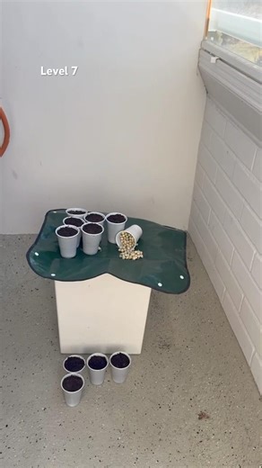 Level 7 : 180 Peas, 6 Cups & a Sunny Balcony Start 🌱