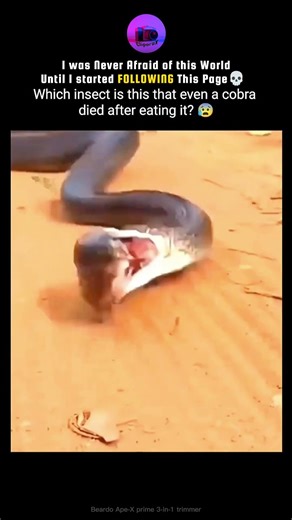 I was never Afraid of this World Until I Started FOLLOWING this Page💀 #shortsfeed#cliporax#crocodile