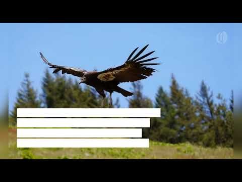 Condor Flies Into Oregon for First Time in Over 120 Years