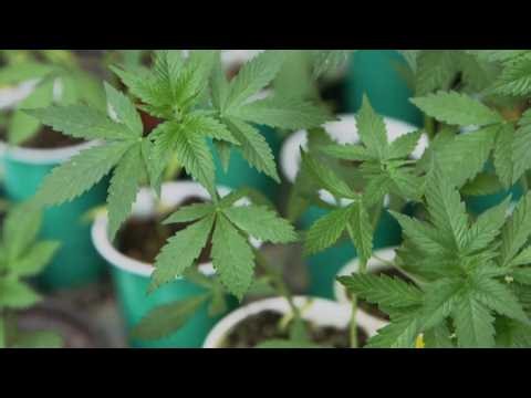 Virginia's marijuana laws explained