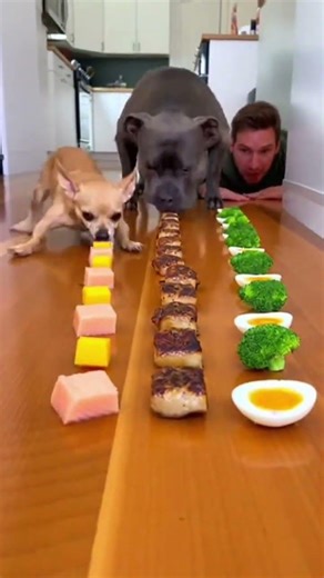 Ultimate Food Explosion!💥🫣🐕‍🦺#chihuahua #pets #dog #eatingchallenge #food