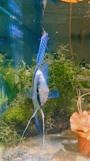 Introducing the Blue Zebra Angelfish (Pterophyllum scalare)🐠! With its mesmerizing blue and black stripes, this graceful beauty adds elegance to any aquarium. Perfect for community tanks, they're peaceful and absolutely captivating! #AquariumLife #FishLovers #BlueZebraAngelfish" | Niro Dream Fish Aqua