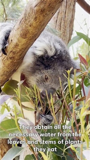 The Quokka's Smile Hides a Genius Survival Strategy