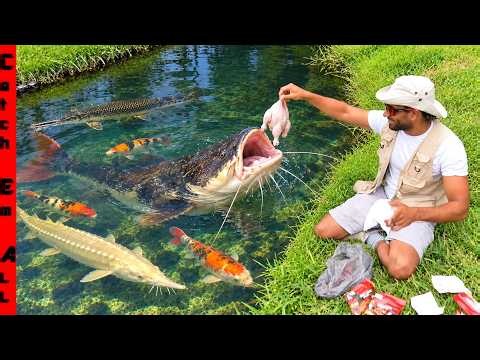 FEEDING TIME in My Pet MONSTER FISH Backyard RIVER! **Crystal Clear Water**