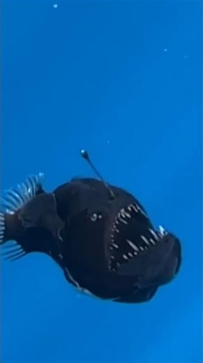 The Glowing Monster of the Deep Sea