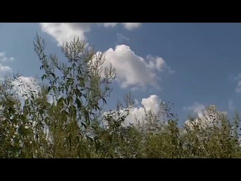 Rough start to spring for allergy sufferers | NBC4 Washington