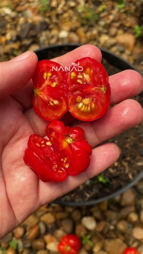 Grow Tomatoes from FRESH Fruit! 🍅 The Easiest Seed Method #Shorts