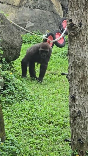 Gorilla gorilla gorilla 西部低地大猩猩 Taipei Zoo